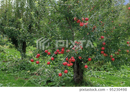 An apple to become a tree An apple to become a tree 95230498