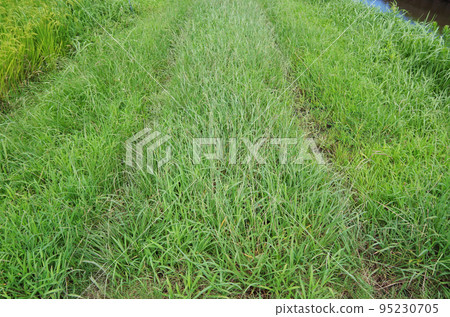 A scene of tire marks left after a car passed on an unpaved farm road with weeds 95230705