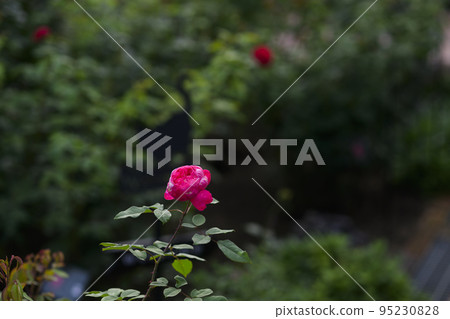 大氣秋季玫瑰圖像剪切 95230828