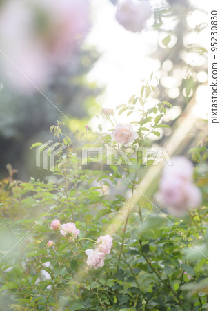 光線傾瀉而下的玫瑰園的圖像剪輯 95230830