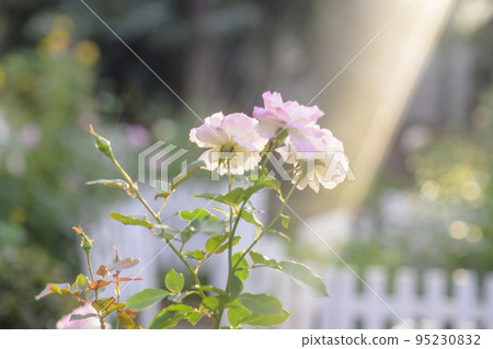 光線傾瀉而下的玫瑰園的圖像剪輯 95230832