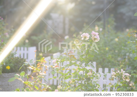 光線傾瀉而下的玫瑰園的圖像剪輯 95230833