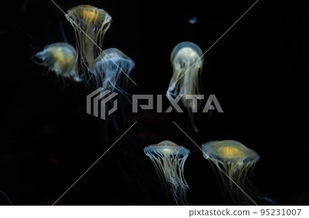 Fluffy jellyfish 95231007