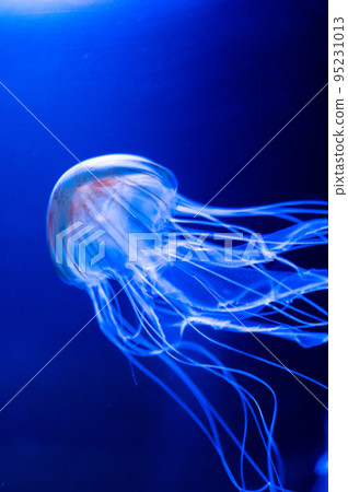 Fluffy jellyfish Fluffy jellyfish 95231013