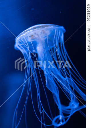 Fluffy jellyfish 95231019