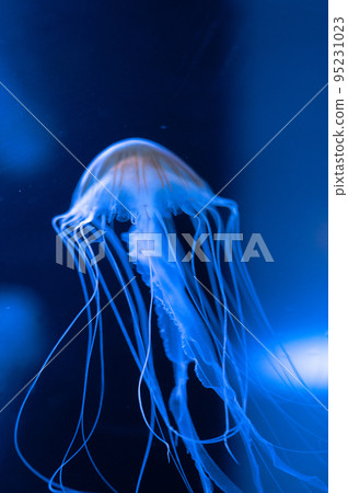 Fluffy jellyfish 95231023