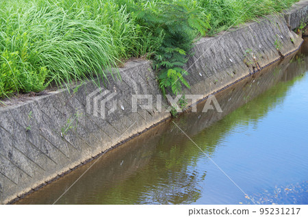 沿水路未鋪砌的農道斜坡上長雜草的景象 95231217
