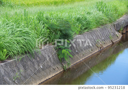 沿水路未鋪砌的農道斜坡上長雜草的景象 95231218