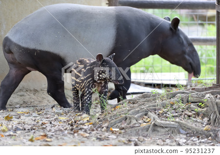 Malayan tapir child Malayan tapir child 95231237