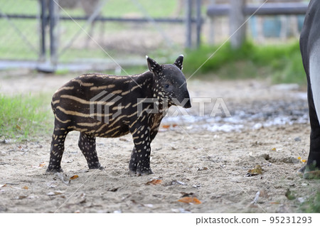 馬來貘小孩 95231293