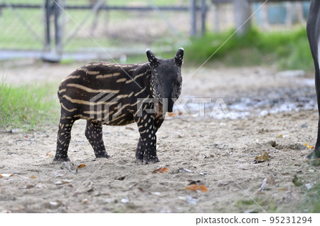 馬來貘小孩 95231294