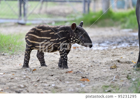 馬來貘小孩 95231295