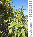 Osmanthus found in the neighborhood 95231833