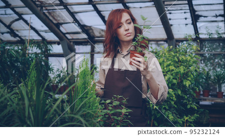 Pretty red-haired woman is spraying green plants and checking seedlings inside spacious greenhouse. Profession, growing flowers, workplace and people concept. Pretty red-haired woman is spraying green plants and checking seedlings inside spacious greenhouse. Profession, growing flowers, workplace and people concept. 95232124