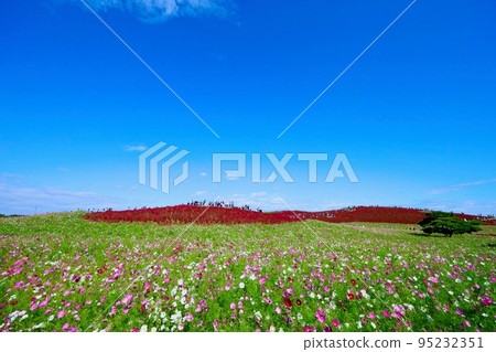 茨城縣秋天的日立海濱公園 95232351