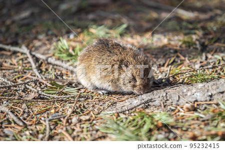 A closeup of a Common vole, Microtus arvalis, on the ground with a blurry background A closeup of a Common vole, Microtus arvalis, on the ground with a blurry background 95232415