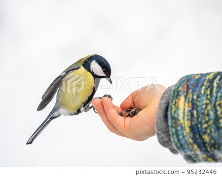 The Great tit eats seeds from a palm of little boy. Hungry bird Great tit eating seeds from a hand during autumn The Great tit eats seeds from a palm of little boy. Hungry bird Great tit eating seeds from a hand during autumn 95232446