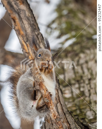 The squirrel with nut sits on tree in the winter or late autumn The squirrel with nut sits on tree in the winter or late autumn 95232447