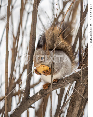 The squirrel with nut sits on tree in the winter or late autumn The squirrel with nut sits on tree in the winter or late autumn 95232448