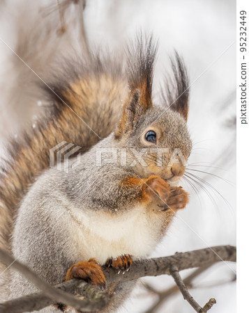 The squirrel with nut sits on tree in the winter or late autumn The squirrel with nut sits on tree in the winter or late autumn 95232449