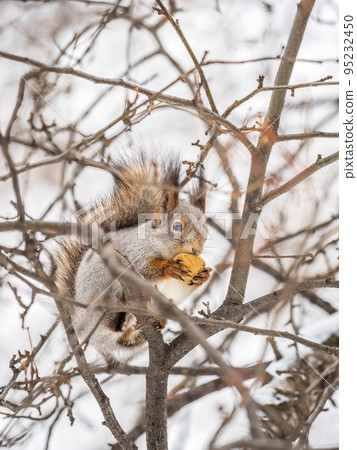 The squirrel with nut sits on tree in the winter or late autumn The squirrel with nut sits on tree in the winter or late autumn 95232450