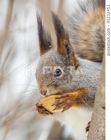 The squirrel with nut sits on tree in the winter or late autumn The squirrel with nut sits on tree in the winter or late autumn 95232451