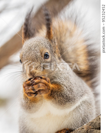 The squirrel with nut sits on tree in the winter or late autumn The squirrel with nut sits on tree in the winter or late autumn 95232452