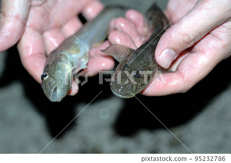 Haze, with today's catch in hand Haze, with today's catch in hand 95232786