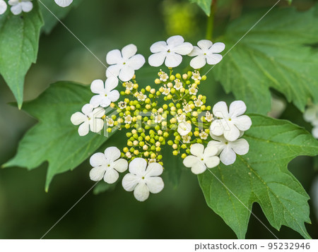 Viburnum opulus, Guelder rose. Beautiful white flowers of blooming Viburnum shrub on dark green background. Selective focus, closeup. 95232946
