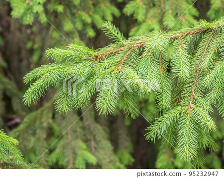Fir branches with fresh shoots in spring. 95232947