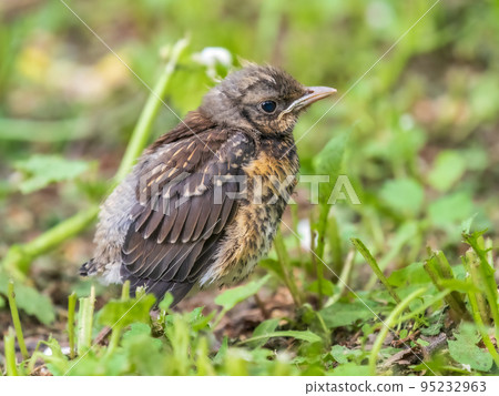 A fieldfare chick, Turdus pilaris, has left the nest and sitting on the spring lawn. A fieldfare chick sits on the ground and waits for food from its parents. A fieldfare chick, Turdus pilaris, has left the nest and sitting on the spring lawn. A fieldfare chick sits on the ground and waits for food from its parents. 95232963
