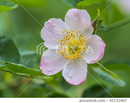 Flowering rosehip bush on a sunny summer day, close-up. Delicately white flowers on a branch of rose hips. Flowering rosehip bush on a sunny summer day, close-up. Delicately white flowers on a branch of rose hips. 95232967