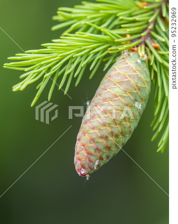 Young spruce cone with cured resin on a sunny morning in the forest. Copy space. Vertical image. 95232969