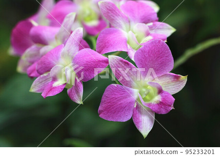 蝴蝶蘭花,蝴蝶蘭花,蝴蝶蘭花 蝴蝶蘭花,蝴蝶蘭花,蝴蝶蘭花 95233201