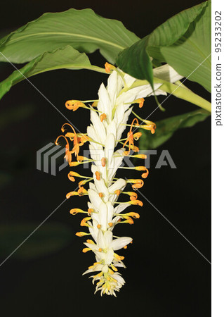 白龍溫蒂舞薑,白苞舞花薑 白龍溫蒂舞薑,白苞舞花薑 95233202