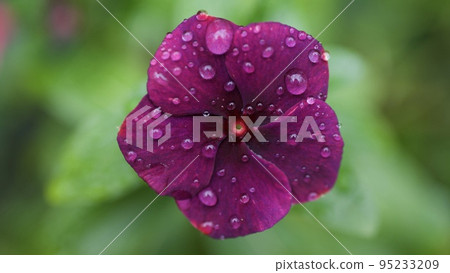 Hibigusa in chic colors that get wet in the rain Hibigusa in chic colors that get wet in the rain 95233209