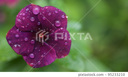 被雨淋濕的別緻色彩的木槿 被雨淋濕的別緻色彩的木槿 95233210