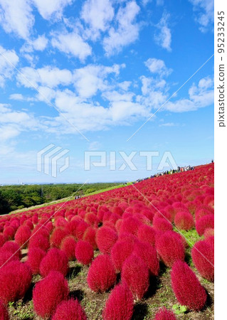 Hitachi Seaside Park in Autumn, Ibaraki Prefecture 95233245