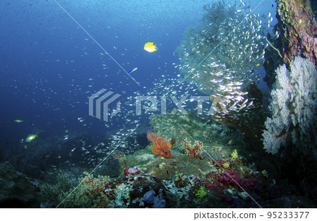 一群白斑海鯛和石斑魚、鯛魚和斯米蘭魚。 1 95233377