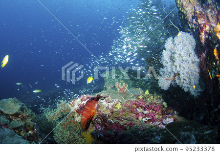 一群蝸牛魚和一條石斑魚、鯛魚和 similan.2 95233378