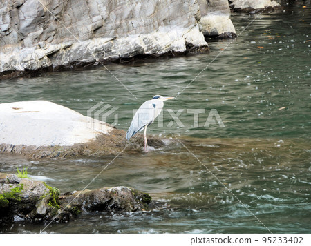 Gray herons resting in the Tsuetate River near Tsuetate Onsen Shimojo, Oguni Town, Aso County, Kumamoto Prefecture 95233402