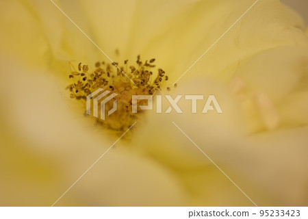 Rose Schneewalzer close-up 95233423