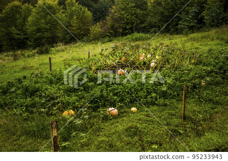 a big pumpkins in the garden 95233943