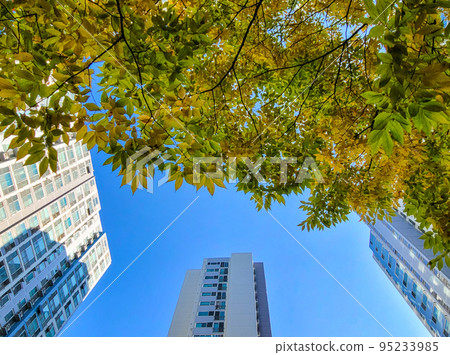 透過樹葉看到的高層公寓 95233985