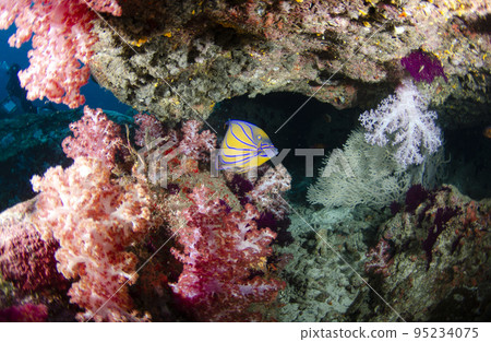 Wanuke Monkfish and Soft Coral (Wide) Thai Similan .5 Wanuke Monkfish and Soft Coral (Wide) Thai Similan .5 95234075