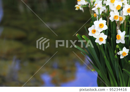 the spring season blooming. White yellow Narcissus the spring season blooming. White yellow Narcissus 95234416