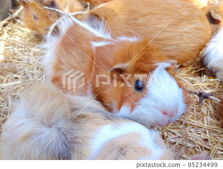 Guinea pig 95234499
