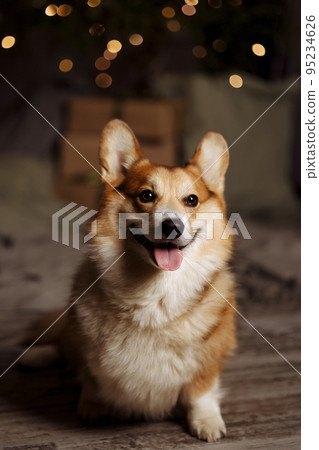 Pembroke Welsh Corgi dog lies Pembroke Welsh Corgi dog lies 95234626