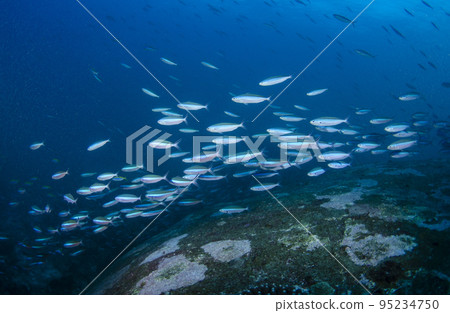 Herd of Kumazasahanamuro, Thailand, Similan.1 95234750