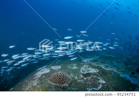 Herd of Kumazasahanamuro, Thailand, Similan.2 95234751